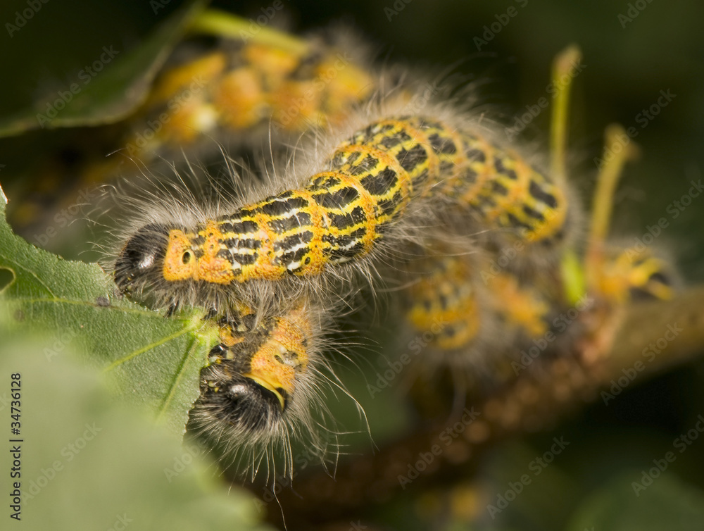 Fototapeta premium Phalera bucephala