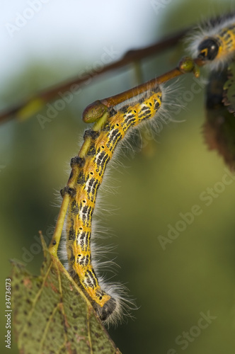 Phalera bucephala photo