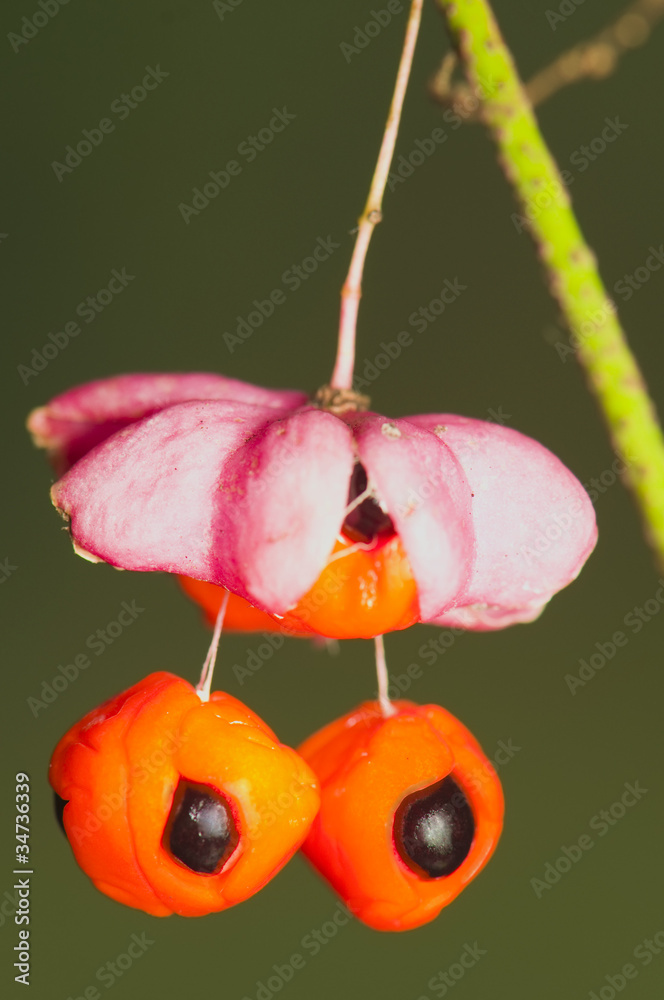 Euonymus europaeus