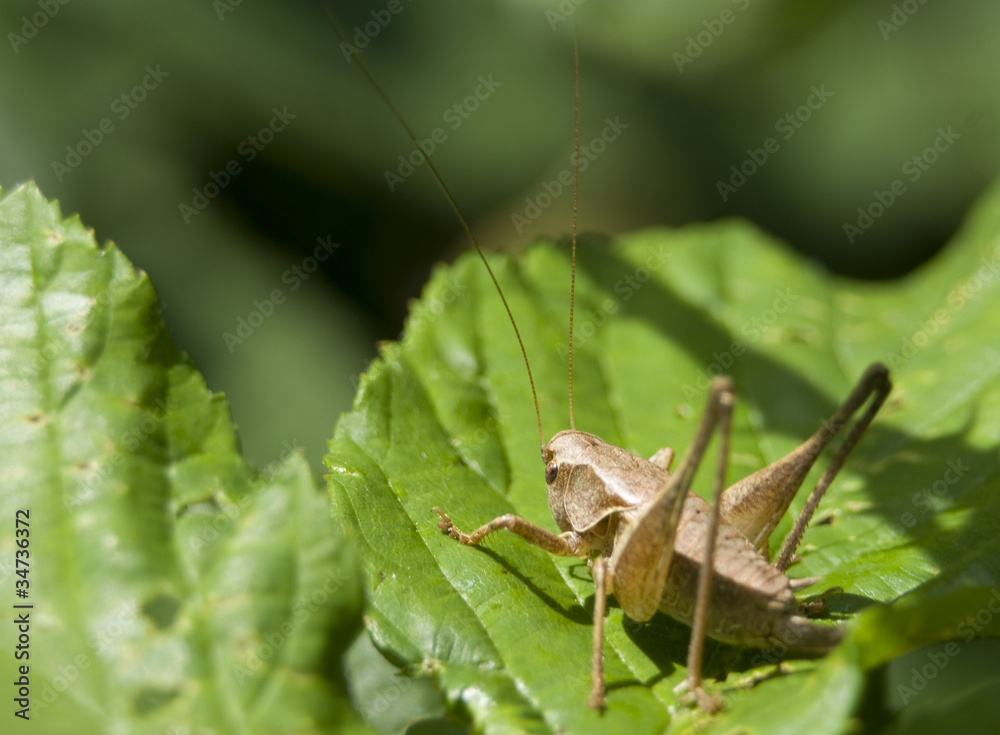 Fototapeta premium Grasshopper