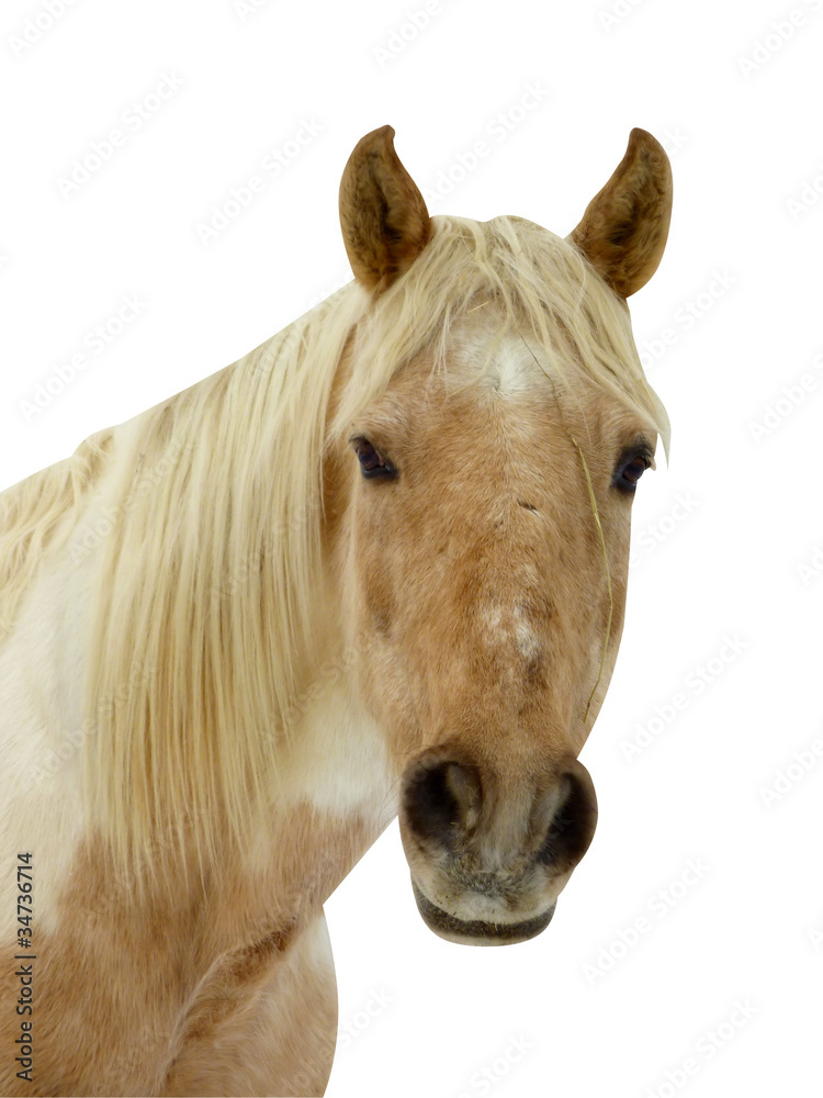Fototapeta premium Horse face