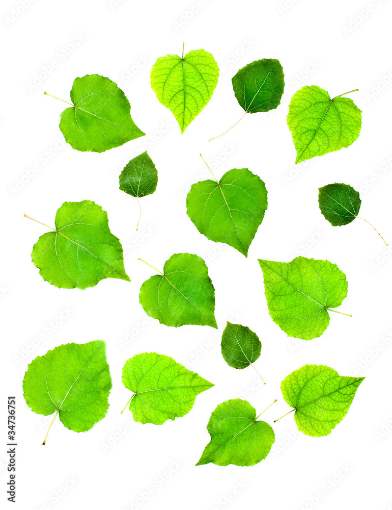 leaves isolated leaves isolated
