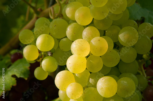 Weinreben 11.49