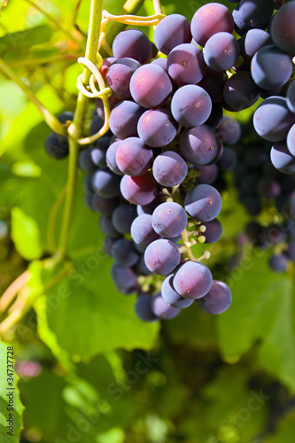 grape in vineyard.