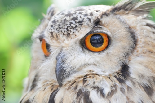 ミミズク＠Horned owl