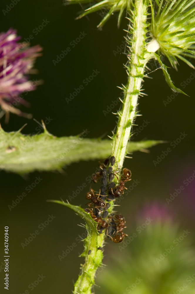 Ants milking aphids