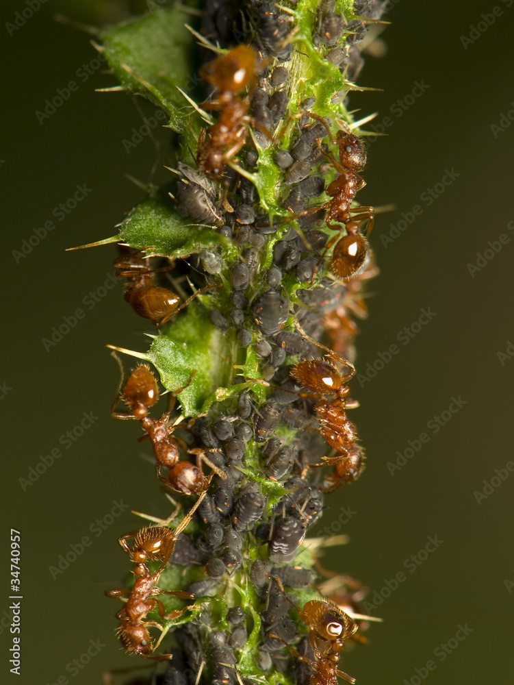 Ants milking aphids