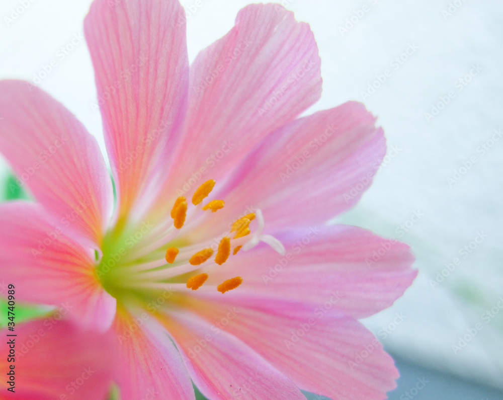 Lewisia Cotyledon / Flower