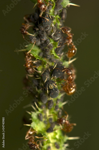 Ants milking aphids © Gucio_55