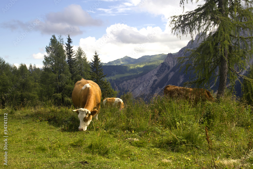 Mucca al pascolo sulle Alpi
