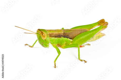 Green Grasshopper on white
