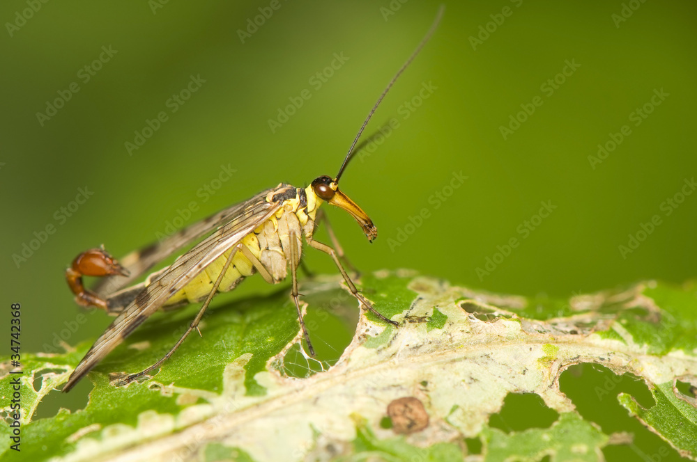 Panorpa communis