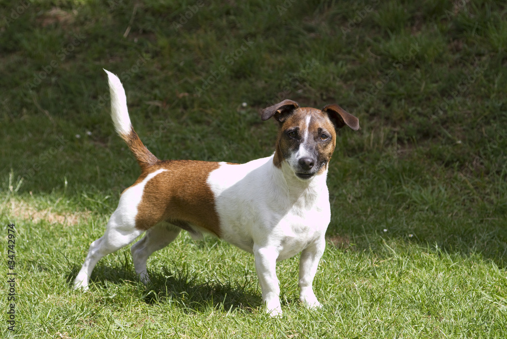 Smart Jack Russell