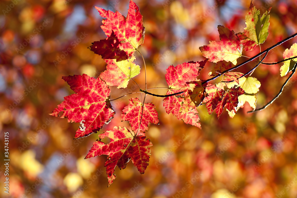 Fototapeta premium Mellow autumn