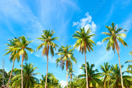 Palm with coconut palm trees under blue sky.