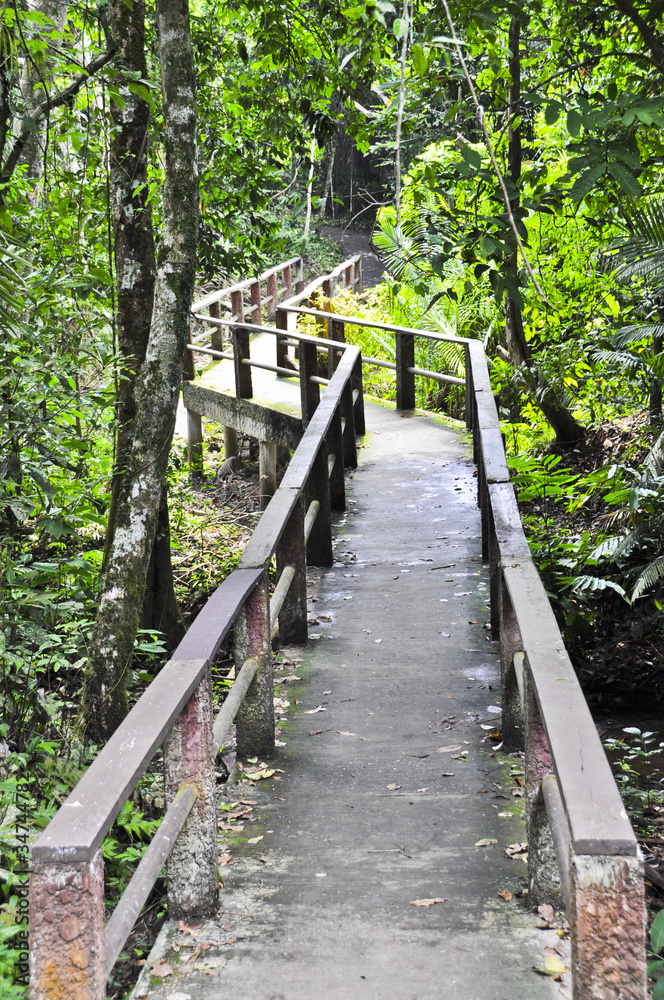 Walk way in rain forrest. Walk way in rain forrest.