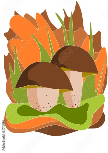 Two big and beauty edible mushrooms - vector