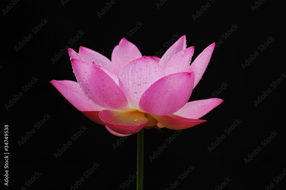 碗蓮の花 碗蓮の花