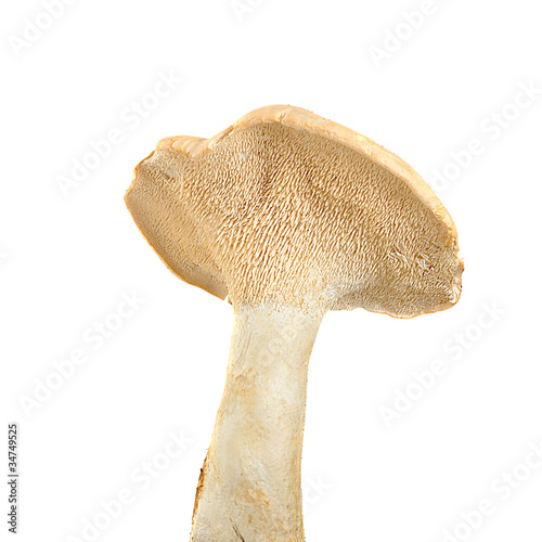 Hedgehog mushroom (Hydnum repandum) photo