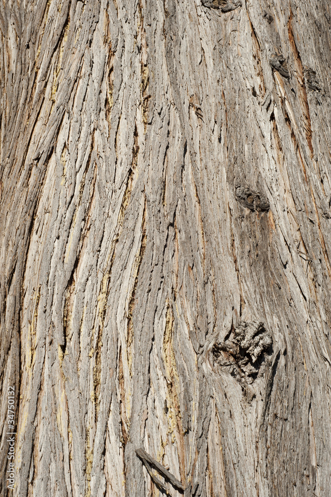 Obraz premium Western Red Cedar - bark