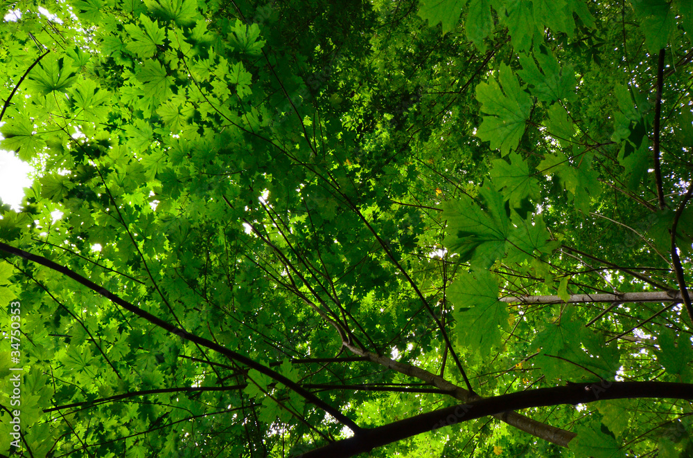 Maple Leaf Maple Leaf