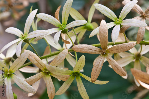Liane Saint-Jean, Liane rude, Petrea volubilis