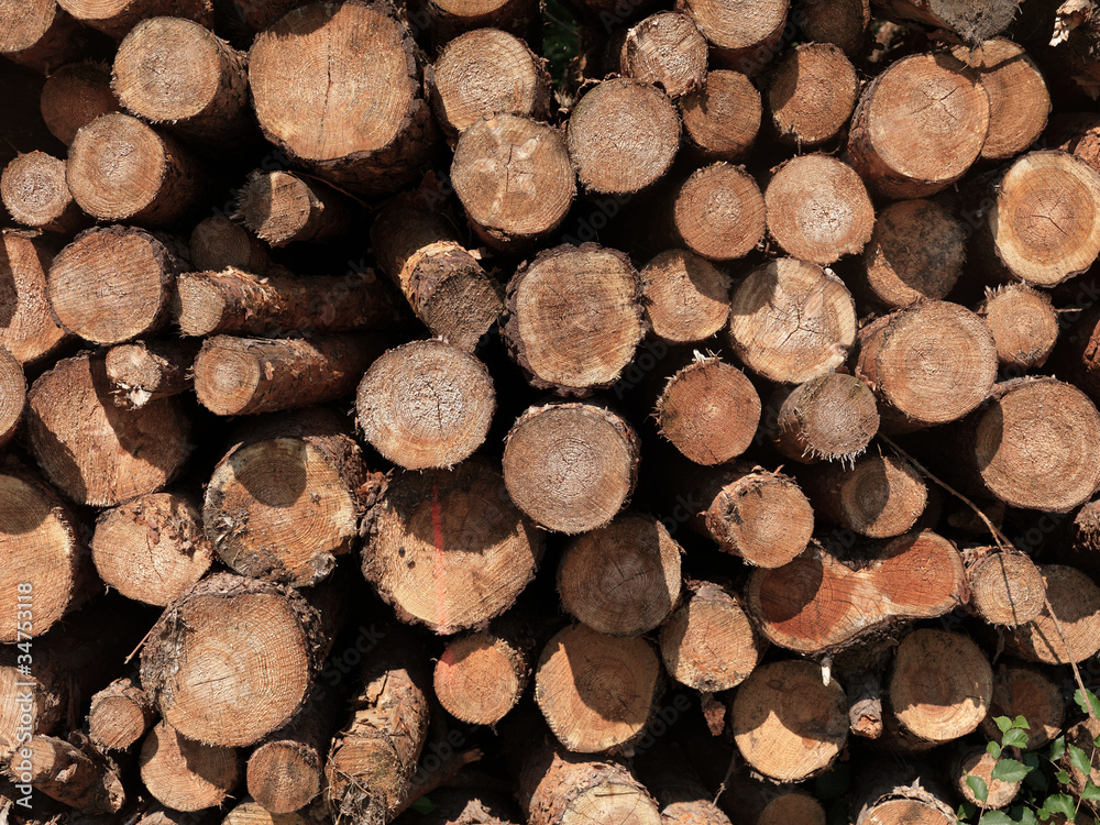 Fototapeta premium Holzstapel