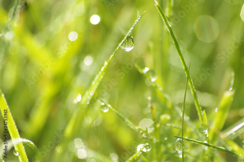 Green grass in a dew