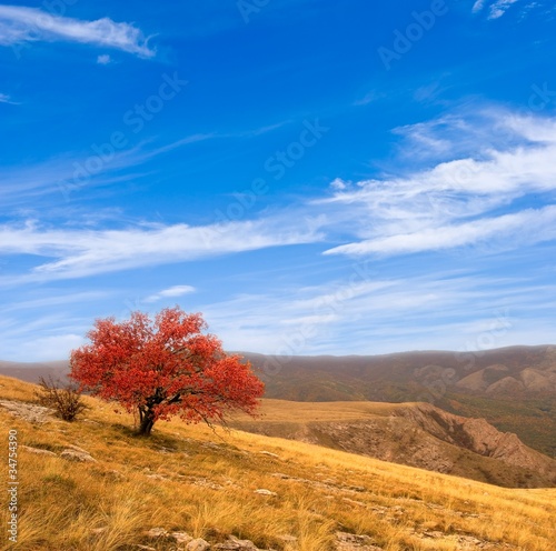 red autumn tree on a mountain slope