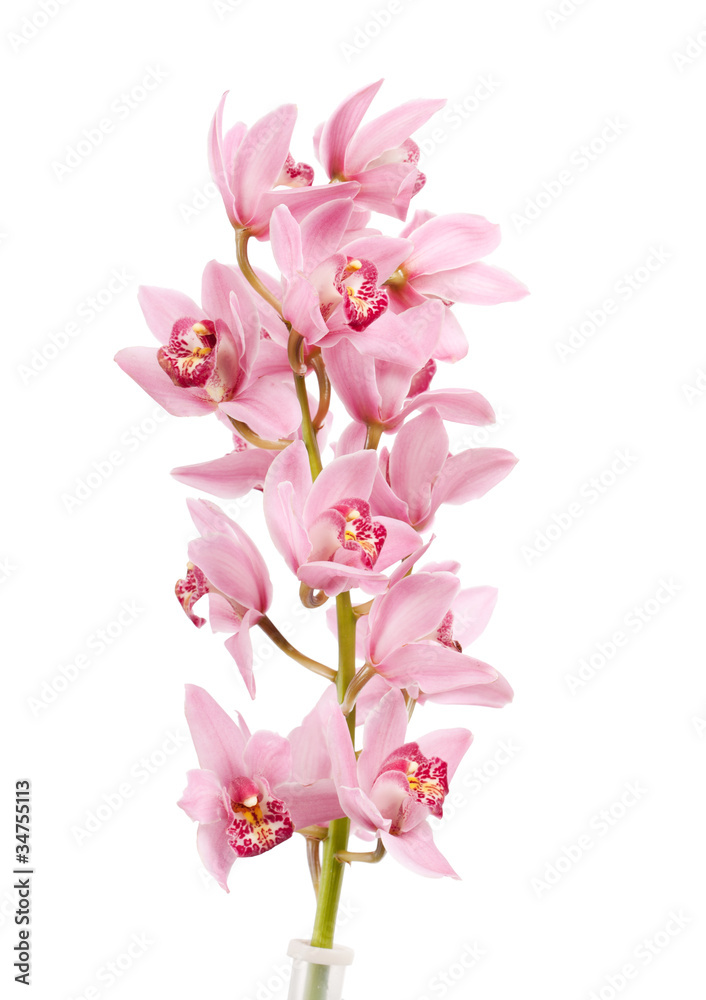 Orchid isolated on white background Orchid isolated on white background