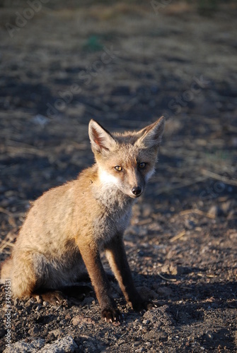 volpe - fox