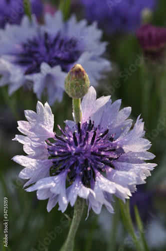 Centaurea cyanus / Centaurée bleuet / Barbeau photo