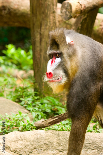 Mandrill Baboon
