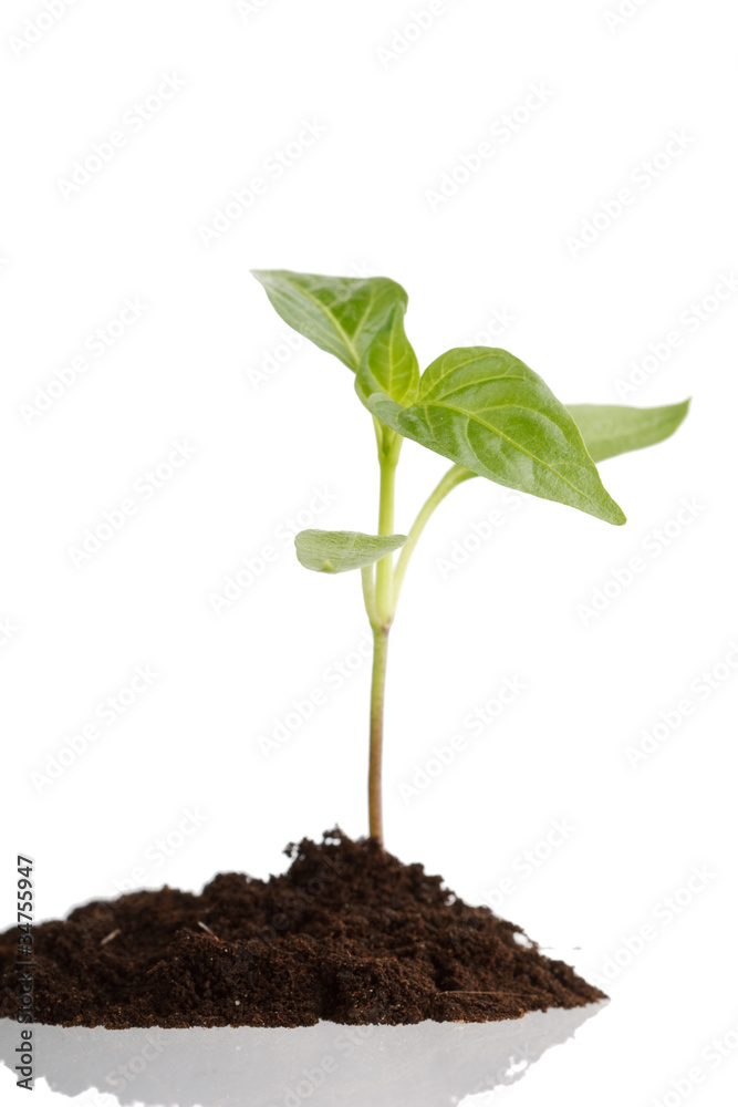 Young plant Young plant