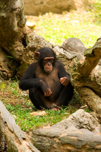 Young Chimp