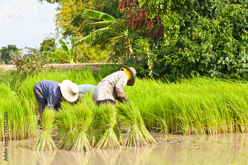 Agriculture, Farmer in rice field, Thailand