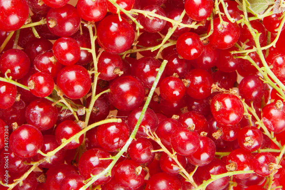 redcurrant redcurrant