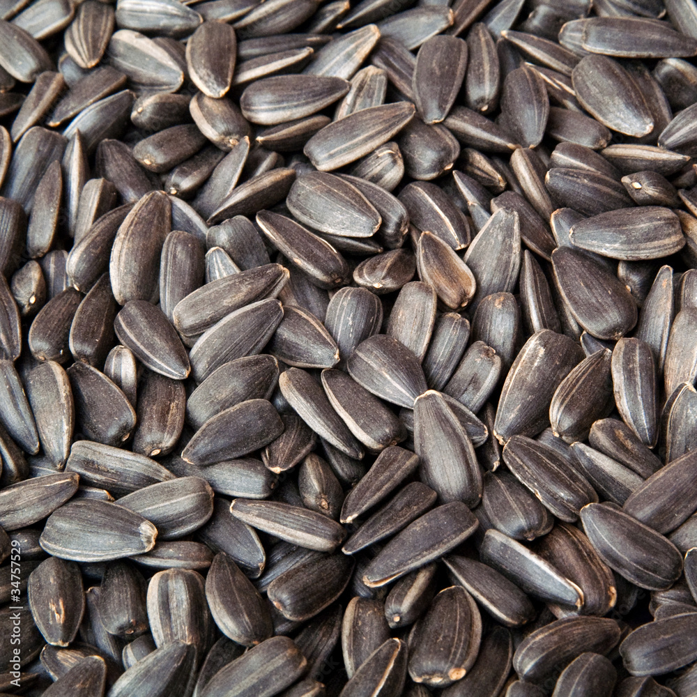 seed seed
