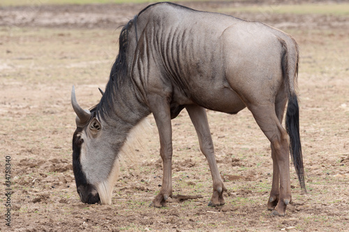 Wildebeest