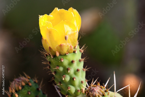 Blooming cactus © Vladimir Liverts