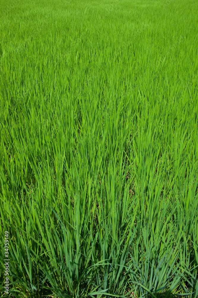 farm[paddy_field]_33