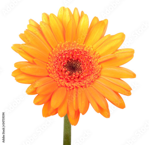 Beautiful orange gerbera  isolated on white