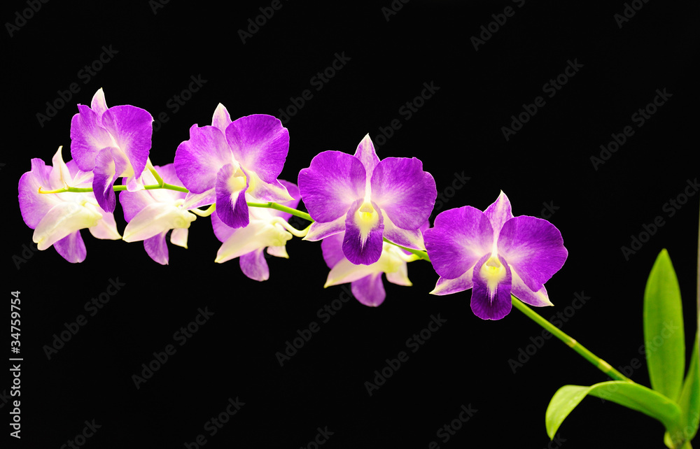 Obraz premium Beautiful Orchid