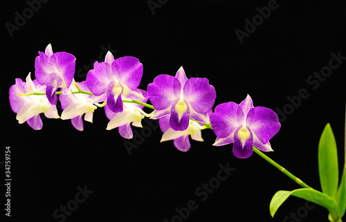 Beautiful Orchid