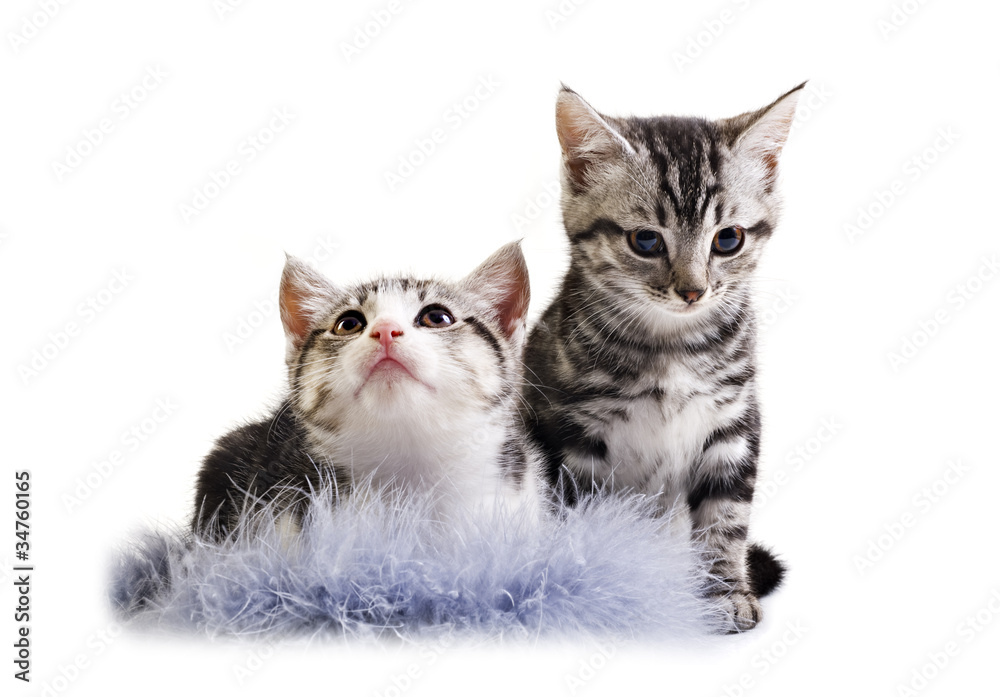 Adorable little kittens from the same litter Adorable little kittens from the same litter
