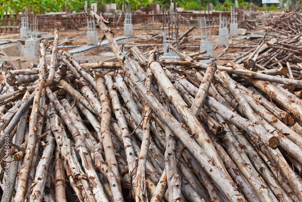 Pile of eucalyptus tree wood for construction Pile of eucalyptus tree wood for construction