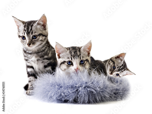 Adorable little kittens from the same litter © MartesiaBezuidenhout