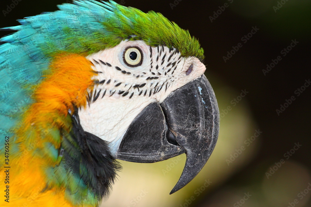 Close up portrait of blue and yellow macaw