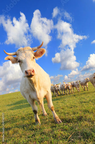 Cows with beautiful sky background