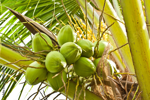 Fruit, green coconut on coconut tree